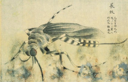 Mosquito_Kenbikyo_Mushi_No Zu