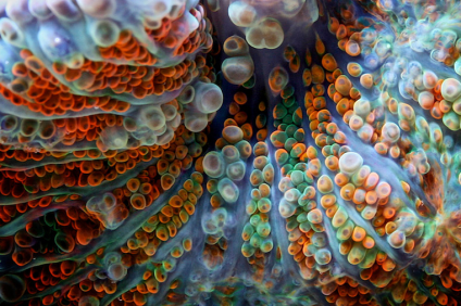 Incredibly vibrant up-close coral reef photos