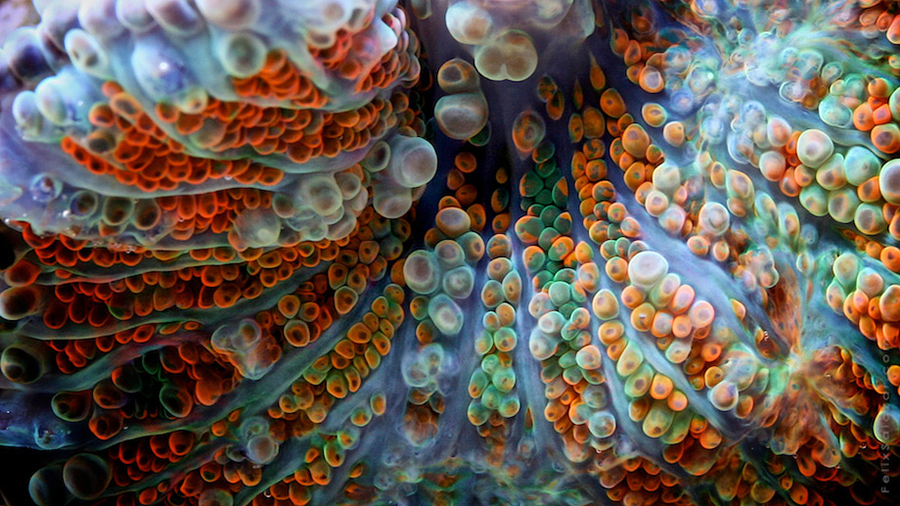 Incredibly vibrant up-close coral reef photos