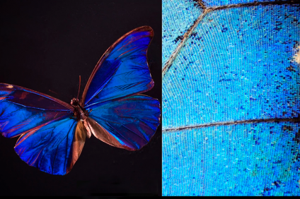 Morpho blue butterfly uses more than pigment to achieve its magnificent blue color.